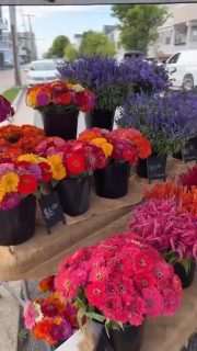 Don't miss the Margate Community Farmers Market tomorrow from 8:30AM to 11AM! Stop by every Thursday for fresh produce, local goods, and to purchase you Duck Derby tickets! 

🎥: Margate Community Farmers Market