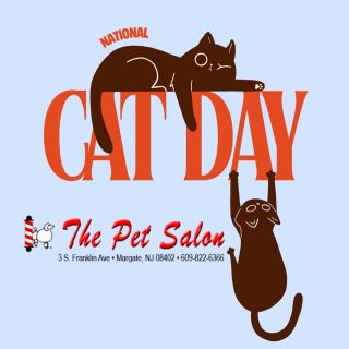 It’s National Cat Day! 🐱 Celebrate our favorite furry friends with a little extra love for the kitties who make life better. Proudly presented by The Pet Salon! 🐾